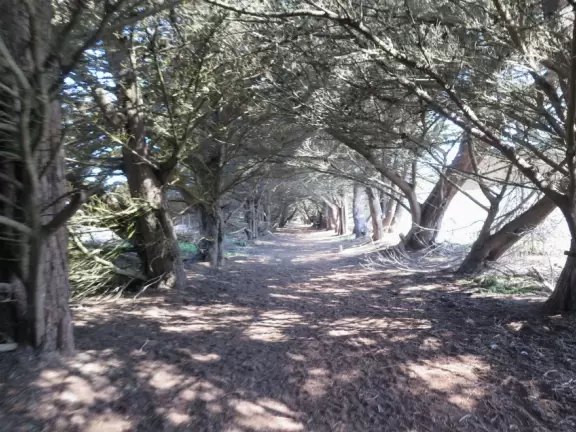 Lovely 0.7 mile walking path through the dunes filled with sage and flowers, past a playground, and behind some houses. Possible 3 mile walk, if you connect to Embarcadero.