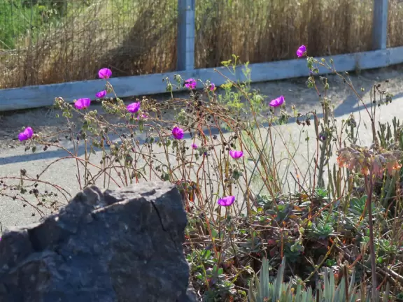 Purple flowers and granite rock. 