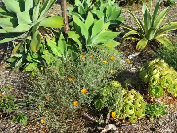 Lovely 0.7 mile walking path through the dunes filled with sage and flowers, past a playground, and behind some houses. Possible 3 mile walk, if you connect to Embarcadero.