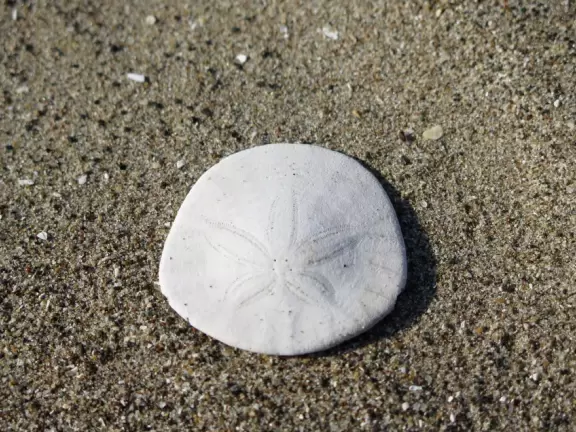 Wonderful wide and secluded beach, with sand dollars galore, and views of Morro Rock!