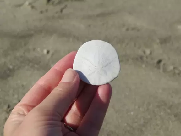 Wonderful wide and secluded beach, with sand dollars galore, and views of Morro Rock!