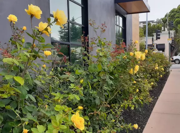A main street of late 19th century storefronts, popular cafes, and a hip college scene. Recently, suffering an epidemic of homelessness relating to mental health problems.