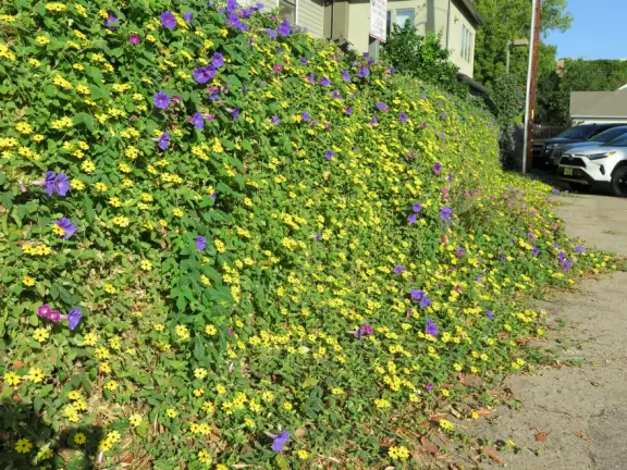 Take a walk past pretty Victorian homes and gardens.