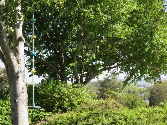 A peaceful 3-mile walk through oaky forest, past lush landscaping and a park with a historic adobe house, and among a neighborhood with gardens filled with flowers.