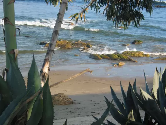 A walk along a clifftop to a popular surfing area with gorgeous sand dunes and exotic plants.