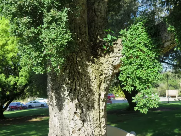 Hilly, sunny campus with tall, impressive trees and green lawns. A hands-on learning university.