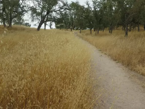 Lovely mystical forest with yellow grasses and gnarled trees, but bad sewer smell.