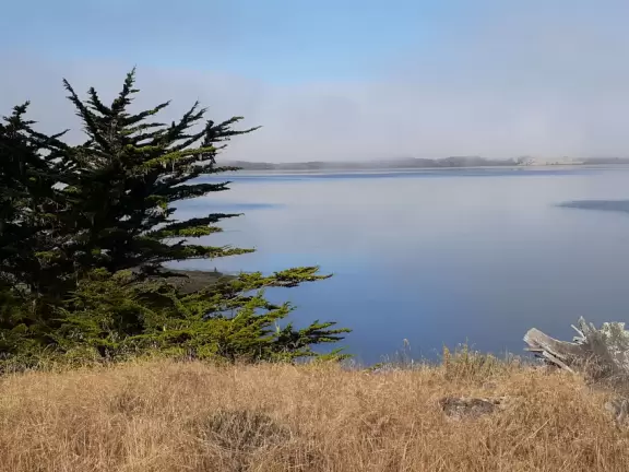 A magical clear pond with tadpoles and ducks, healthy eucalyptus trees with big leaves, winding salt marsh, and boardwalk.