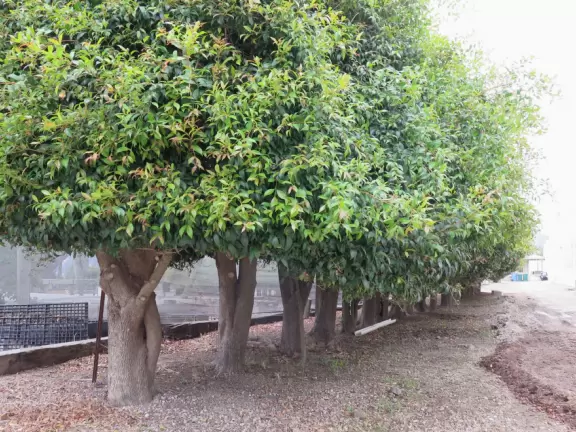 Lovely stroll past many different types of trees blossoming with seeds and flowers.