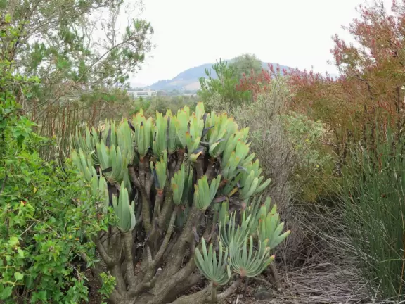 Lovely stroll past many different types of trees blossoming with seeds and flowers.