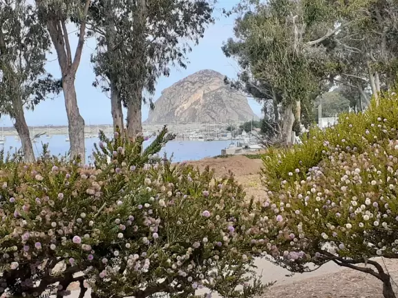 Blissful views of estuary and sailboats, eucalyptus trees, cypress trees, the bay and a little rocky point. Also called Windy Cove Hike.&nbsp;
