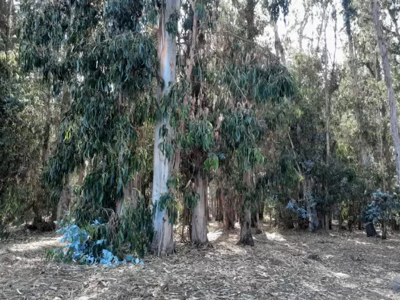 A very short dirt trail through eucalyptus forest, and then a path of deep sand on the dunes.