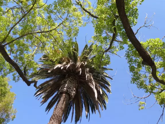 Historic houses, beautiful trees, and views of the volcanic peaks.
