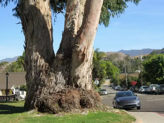 Historic houses, beautiful trees, and views of the volcanic peaks.