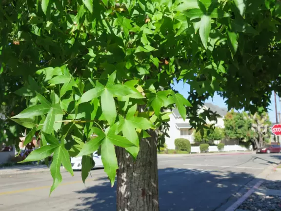Historic houses, beautiful trees, and views of the volcanic peaks.