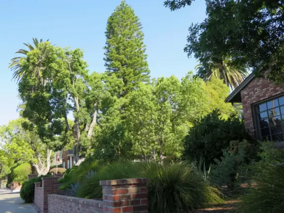 Historic houses, beautiful trees, and views of the volcanic peaks.