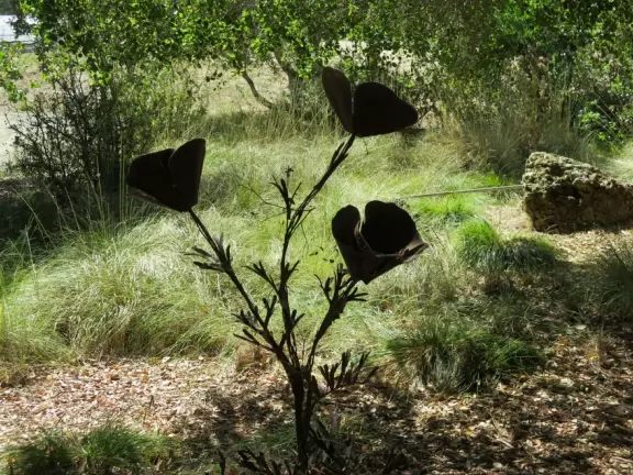 Lovely stroll past many different types of trees blossoming with seeds and flowers.