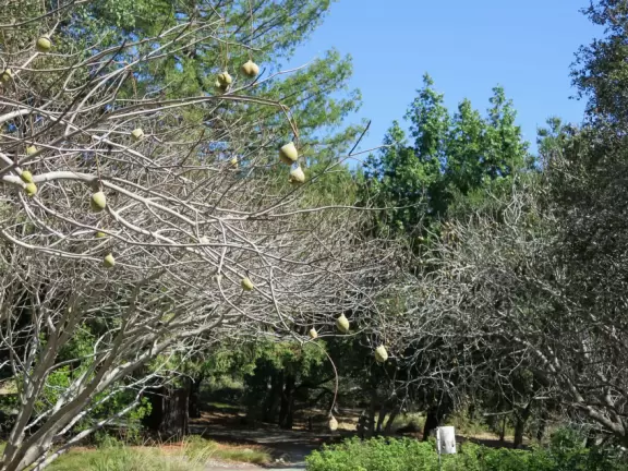 Lovely stroll past many different types of trees blossoming with seeds and flowers.