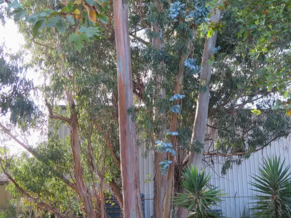 Trendy area with coffee shop, beer garden, wine bars, and cider bar, in industrial-style architecture with murals.