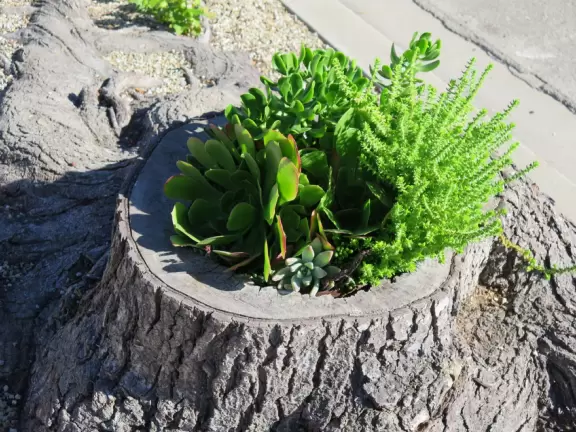 Cute playground with two bridges to go under, near a school so there are kids there in the afternoon. Plus, a pretty neighborhood to walk.