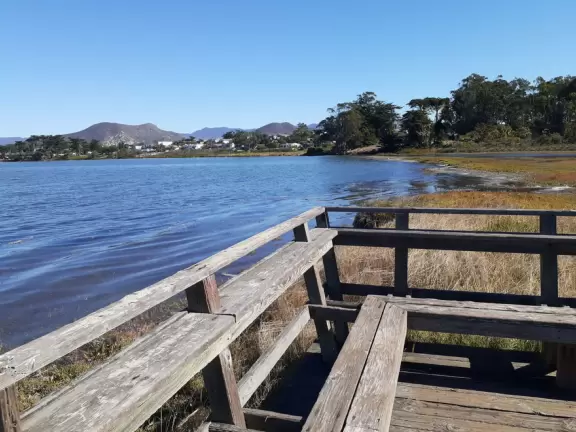 A magical clear pond with tadpoles and ducks, healthy eucalyptus trees with big leaves, winding salt marsh, and boardwalk.