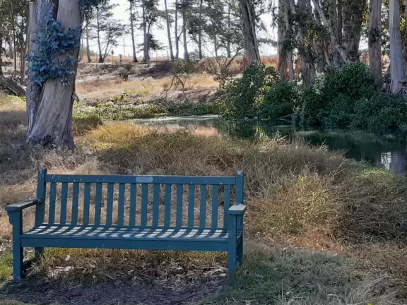 A magical clear pond with tadpoles and ducks, healthy eucalyptus trees with big leaves, winding salt marsh, and boardwalk.