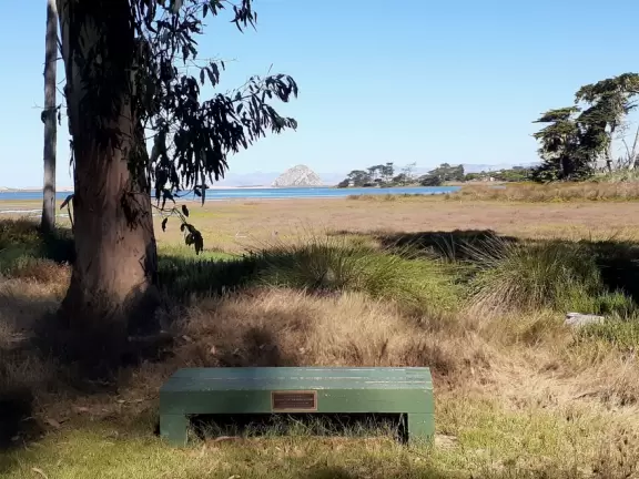 A magical clear pond with tadpoles and ducks, healthy eucalyptus trees with big leaves, winding salt marsh, and boardwalk.