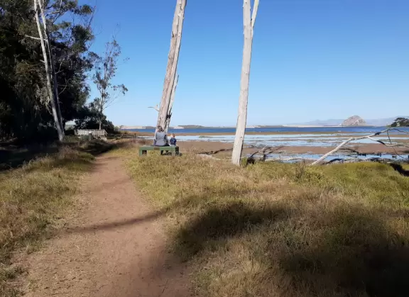A magical clear pond with tadpoles and ducks, healthy eucalyptus trees with big leaves, winding salt marsh, and boardwalk.