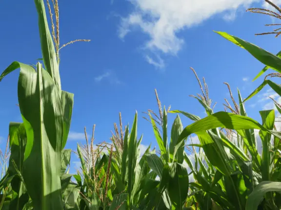 Wonderful corn maze with lots of tall, live corn stalks! Beautiful pumpkins on vine.
