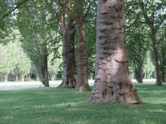 A beautiful park with a grand canal, an impressively high fountain, flower beds, a chateau, and the loveliest trees.