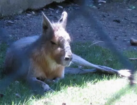 The Bengal Tiger exhibit will haunt you.