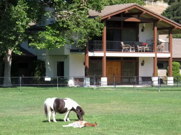 Farm with miniature horses in a gorgeous setting. Drive by to admire the horses!