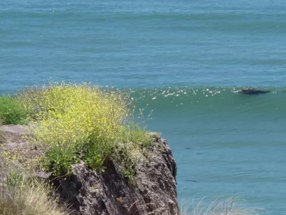 Walkway on the cliffs, in front of the resorts, that's bliss at sunset and in springtime when there are flowers galore. Take stairs down to a sheltered cove with tide pools.