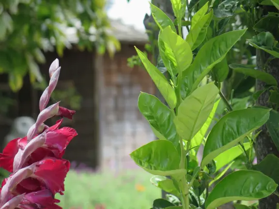 Half-timbered house over the ocean, with windmill and decorative lighthouse, and in summer, begonia house.