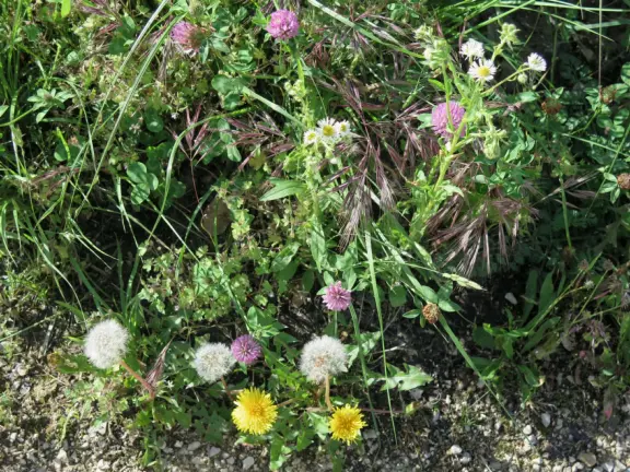 Crystal clear water, expansive lake views, and sweet park on the lake.