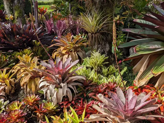 Small area of bromeliads, cycads, palms, and pine trees on a street corner. Beautiful plant varieties.