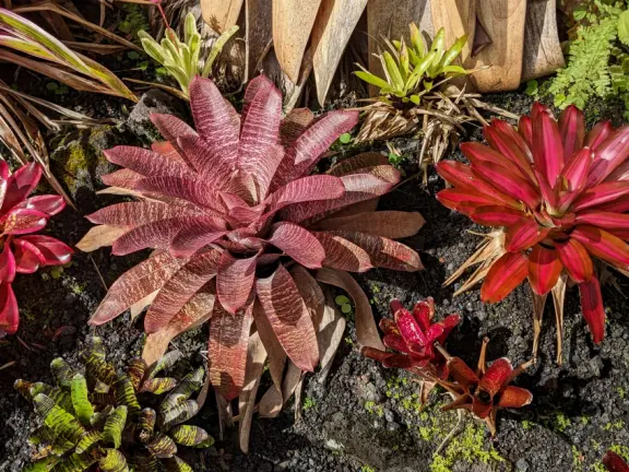 Small area of bromeliads, cycads, palms, and pine trees on a street corner. Beautiful plant varieties.