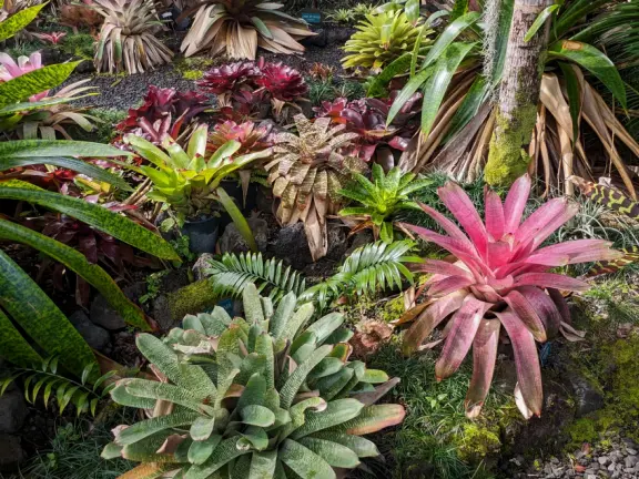 Small area of bromeliads, cycads, palms, and pine trees on a street corner. Beautiful plant varieties.