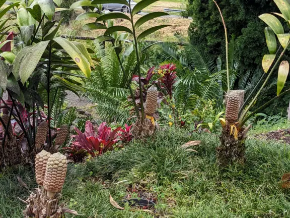 Small area of bromeliads, cycads, palms, and pine trees on a street corner. Beautiful plant varieties.