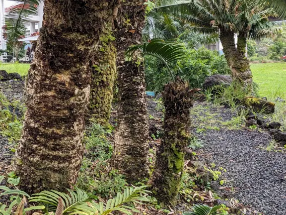 Small area of bromeliads, cycads, palms, and pine trees on a street corner. Beautiful plant varieties.