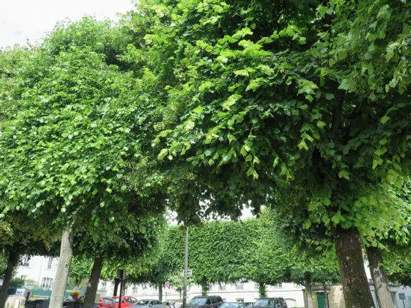 Charming streets around Saint Anthony of Padua Church, and a relaxing place to stay if you want to see Versailles Palace and Gardens.