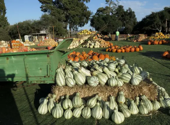 Beautiful pumpkin patch, in-ground trampolines, games, and a huge corn maze with two bridges in a gorgeous setting with mountain views.