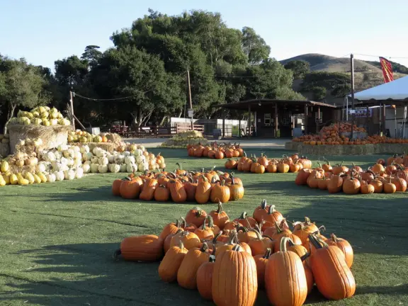 Beautiful pumpkin patch, in-ground trampolines, games, and a huge corn maze with two bridges in a gorgeous setting with mountain views.