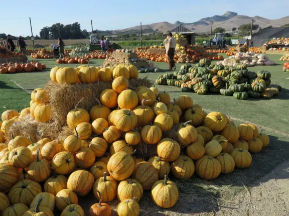 Beautiful pumpkin patch, in-ground trampolines, games, and a huge corn maze with two bridges in a gorgeous setting with mountain views.