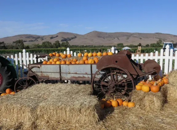 Beautiful pumpkin patch, in-ground trampolines, games, and a huge corn maze with two bridges in a gorgeous setting with mountain views.