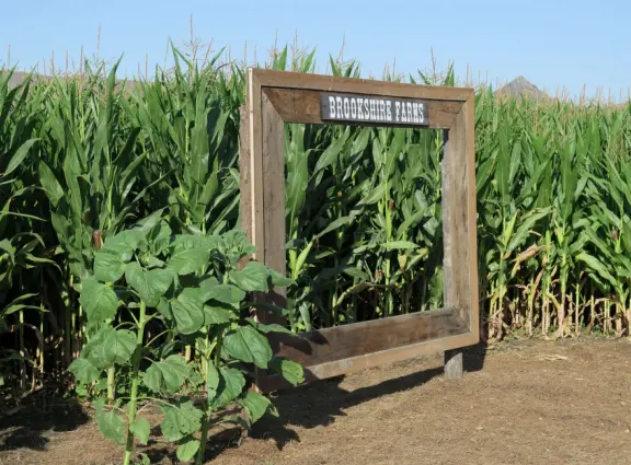 Beautiful pumpkin patch, in-ground trampolines, games, and a huge corn maze with two bridges in a gorgeous setting with mountain views.