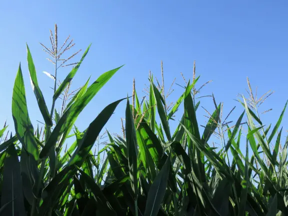 Beautiful pumpkin patch, in-ground trampolines, games, and a huge corn maze with two bridges in a gorgeous setting with mountain views.