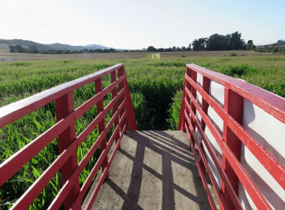 Beautiful pumpkin patch, in-ground trampolines, games, and a huge corn maze with two bridges in a gorgeous setting with mountain views.