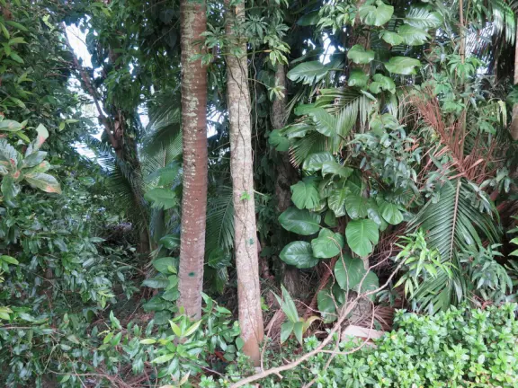 Papa'aloa (Papaaloa) Park has new tennis courts and pickleball courts with nighttime lights, a big field, jungle overlooking the ocean (mosquitoes), and planters for gardening.