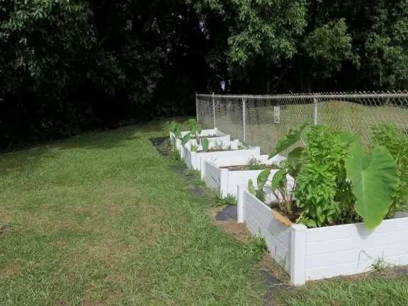 Papa'aloa (Papaaloa) Park has new tennis courts and pickleball courts with nighttime lights, a big field, jungle overlooking the ocean (mosquitoes), and planters for gardening.